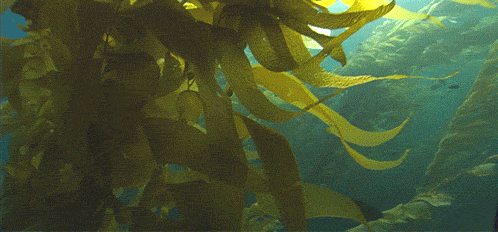 why algae is a major glow-enhancing skincare ingredient: